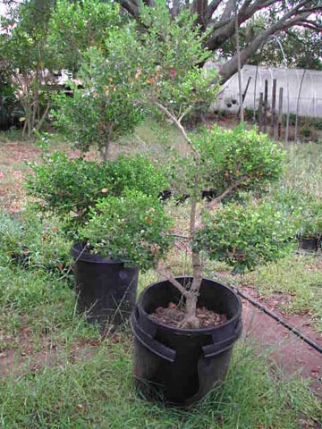 Japanese Bonsai on Japanese Boxwood Bonsai